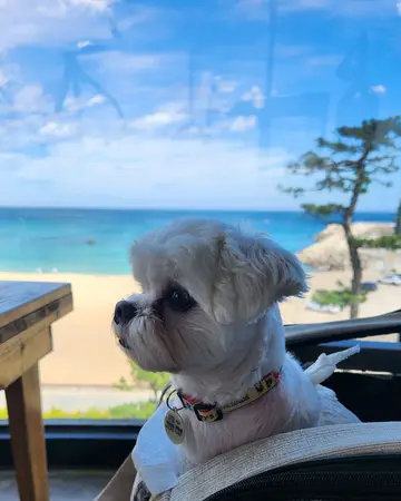 커피 아메리카 강릉점